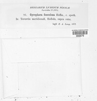 Umbilicaria deusta image